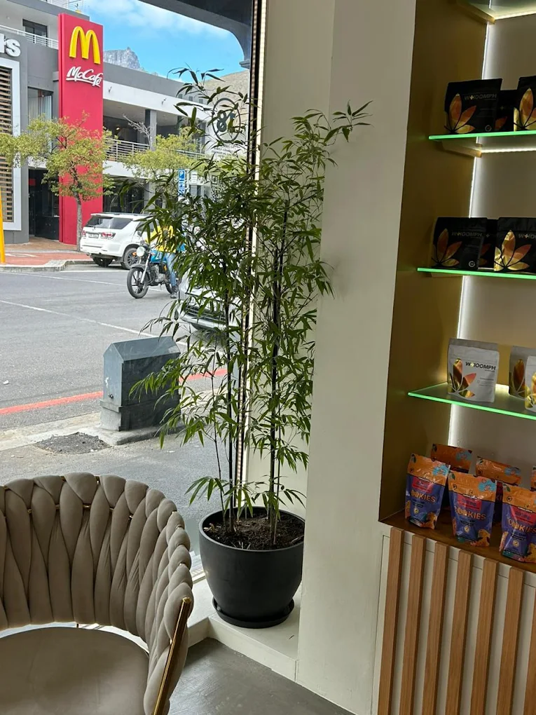 whoomph cannabis dispensary sea point capetown 010