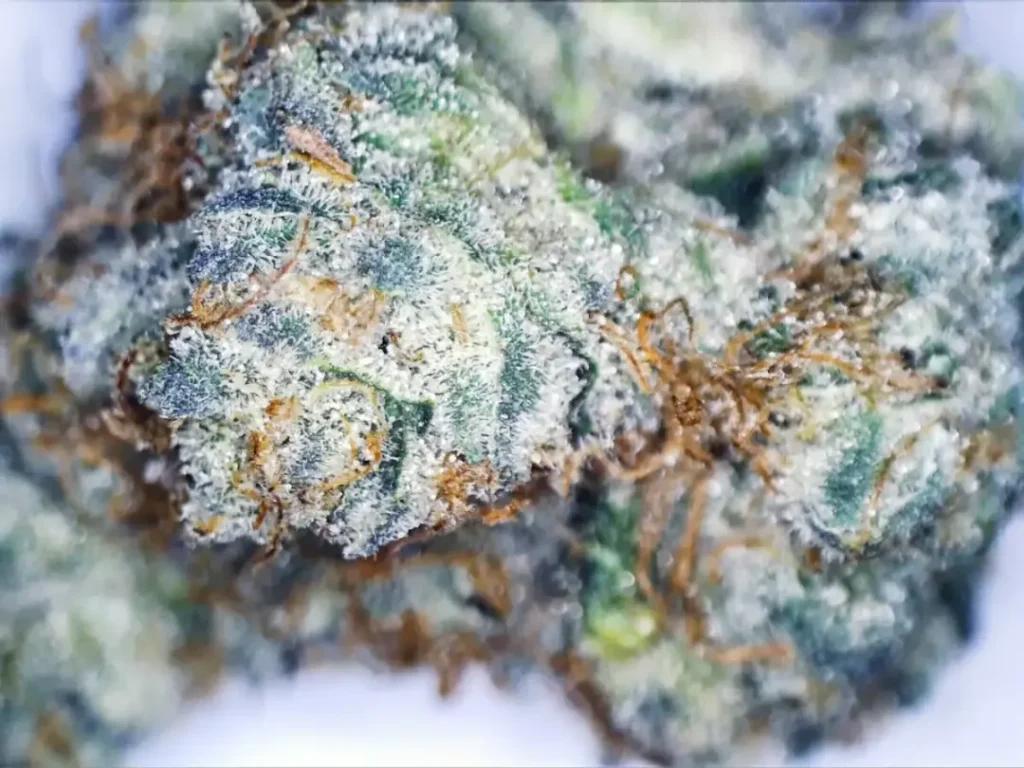 A macro photo of a Wedding Cake cannabis bud, showing an extreme close-up of its frosty white trichomes and orange pistils.