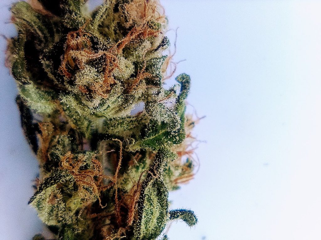 Madcap_Genetics-Rooibaard-micro-closeup-highground