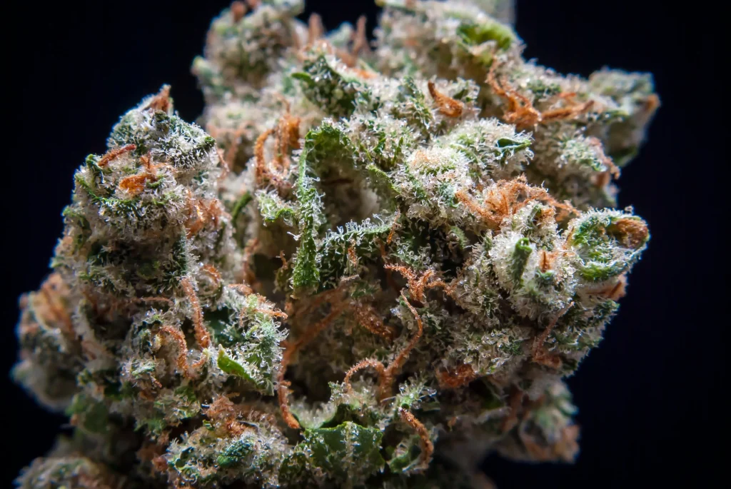 Macro close-up of a Jack Herer cannabis bud featuring crystalline trichomes and vibrant orange pistils.