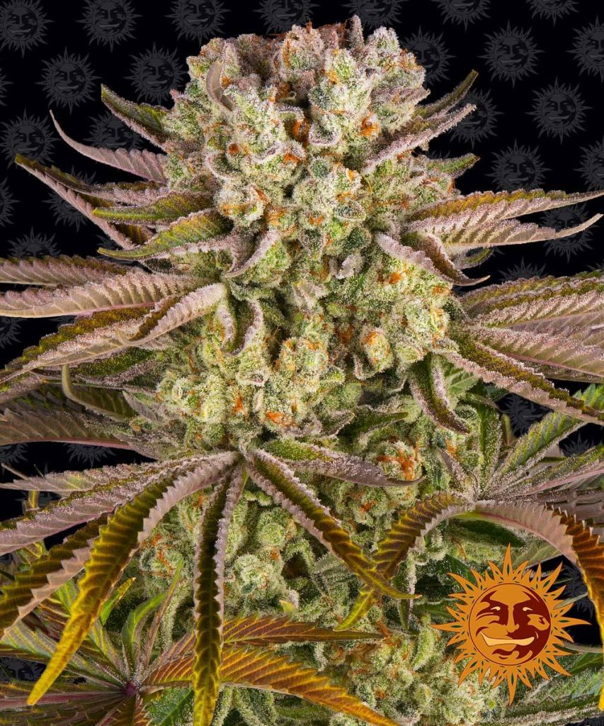 Flowering Pineapple Express cannabis plant with frosty trichomes and vibrant green leaves, a top-tier Sativa-dominant hybrid strain available in South Africa.