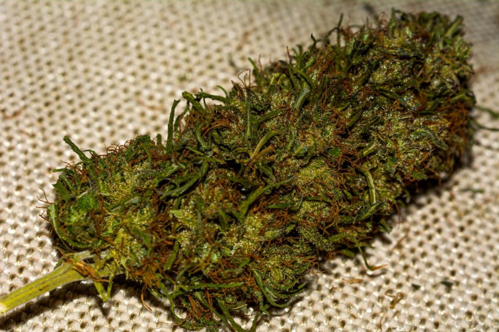 transkei-gold-amaphondo-mpondo-gold-highground