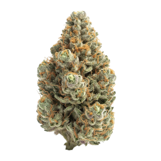 chocolope-weed-cannabis-strain